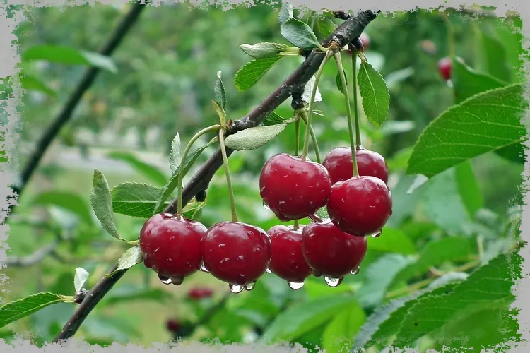 Настойка вишни - рецепты традиционной настойки на ром или спирте
