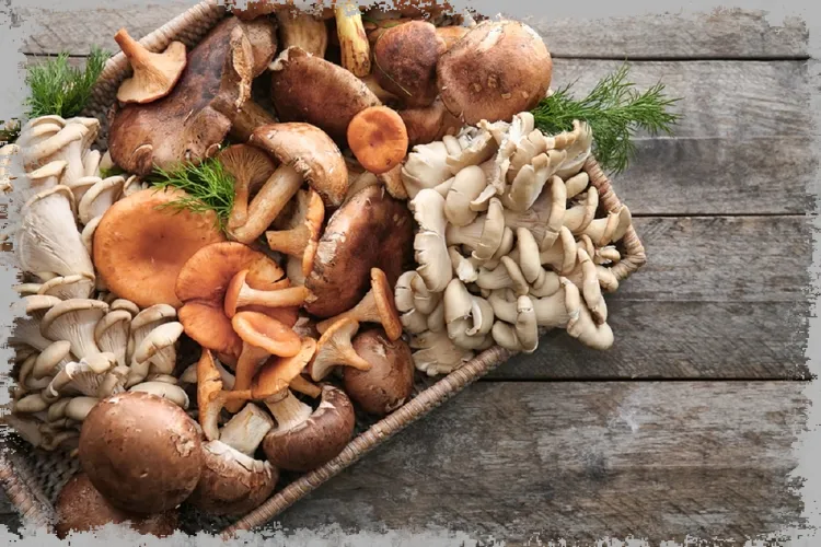 Ostrige gljive - recepti, hranjive vrijednosti, kolekcija, izgled