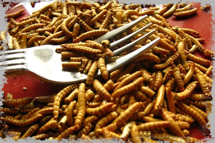 Vedci tvrdia, že hmyz sa čoskoro stane stálou súčasťou našej stravy