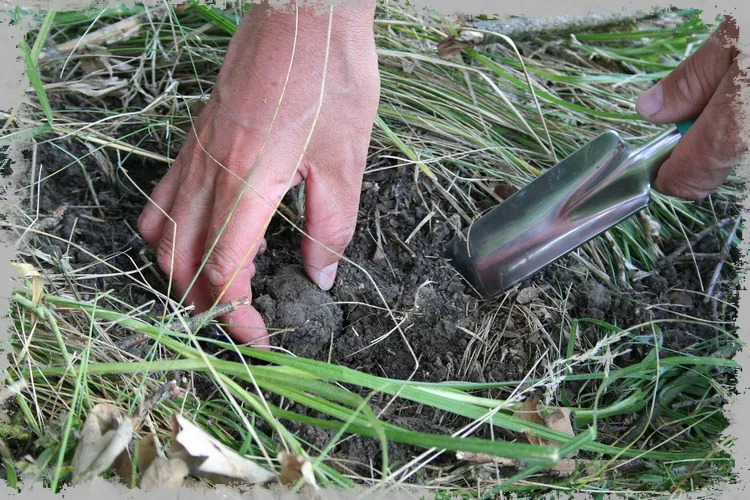 Ученые из Варминско-Мазурского университета выращивают трюфели