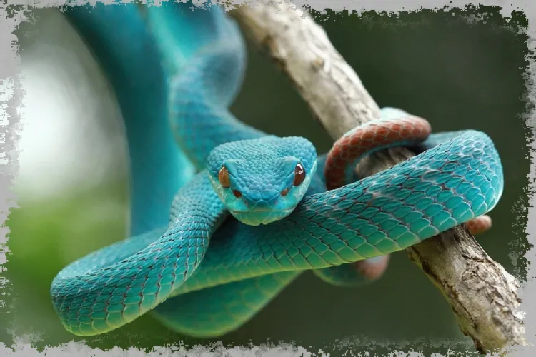 Тумачење снова: змија - тумачење сна, значење боја
