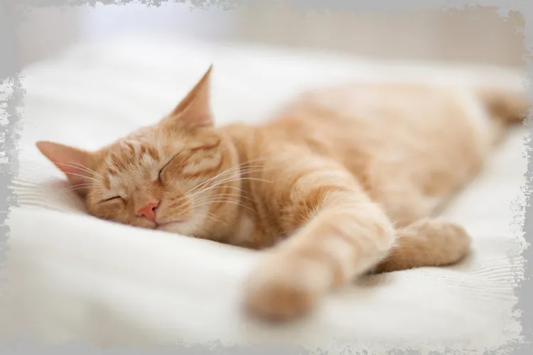 Тълкуване на съня: котка, черна котка, мелеща котка, значението на сънищата за котките
