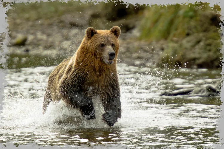 Тумачење снова: медвед (сан о медведу, поларног медведа, смеђег медведа)
