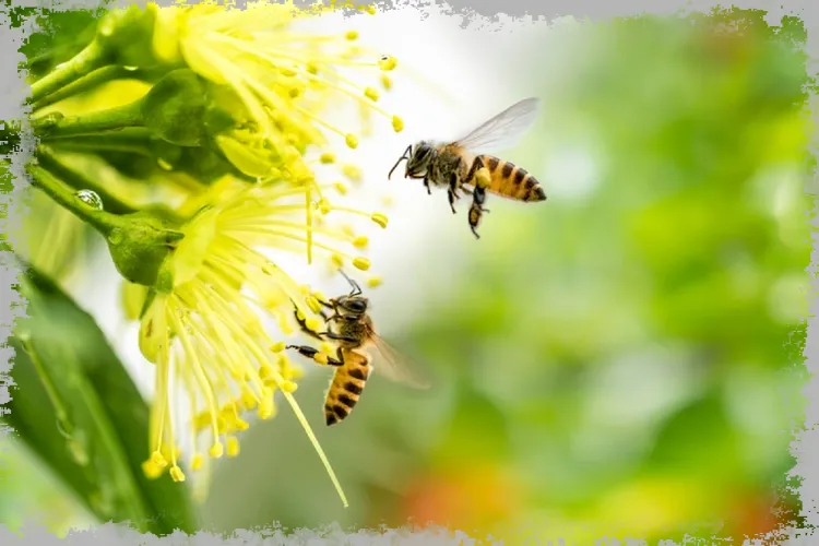 Тълкуване на съня на пчелата - значението на съня