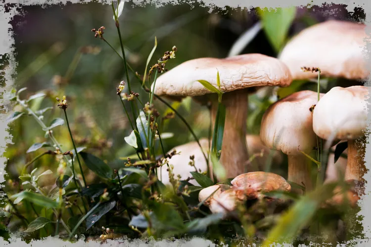 Výklad snu: houby s červy, houby, houby